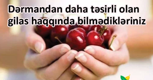Dərmandan daha təsirli olan gilas haqqında bilmədikləriniz VİDEO