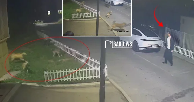 Bakıda sahibsiz itlər sakinlərə hücum etdi ANBAAN GÖRÜNTÜ