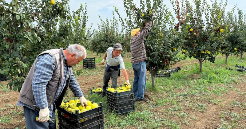 Aqrar Təlim Mərkəzinin mütəxəssisləri Tovuzda nümunəvi heyva bağı ilə tanış olublar
