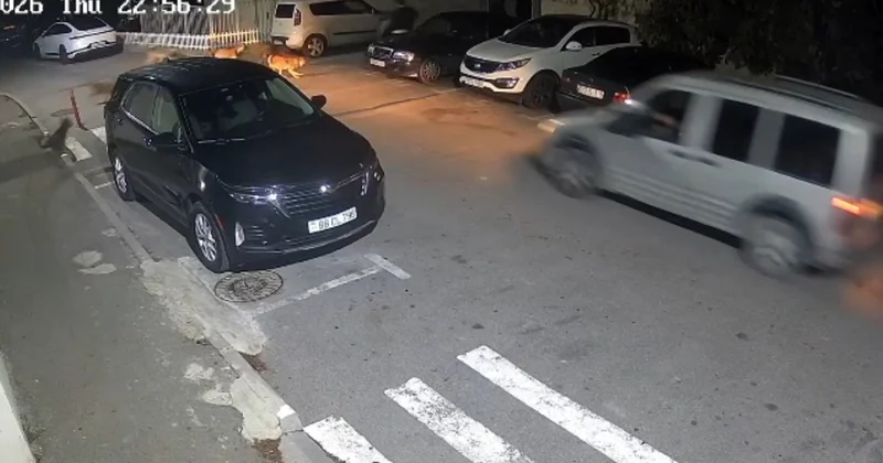 “Evimizə gedə bilmirik, sahibsiz itlər qəfildən hücum edir...” Video