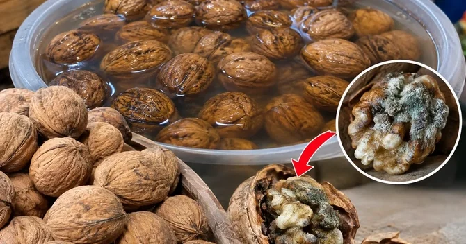Suya salınmış qozda gizli təhlükə: Qəsdən batırırlarmış