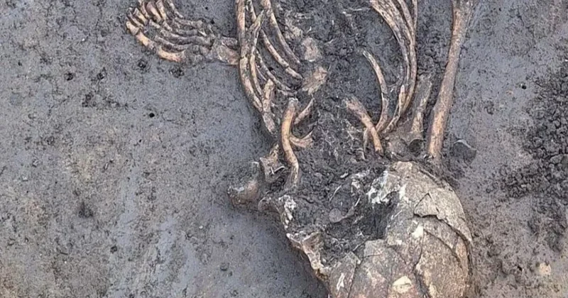 Almaniyada 7000 il əvvəl dəfn edilmiş insanın qeyri adi skeleti tapıldı