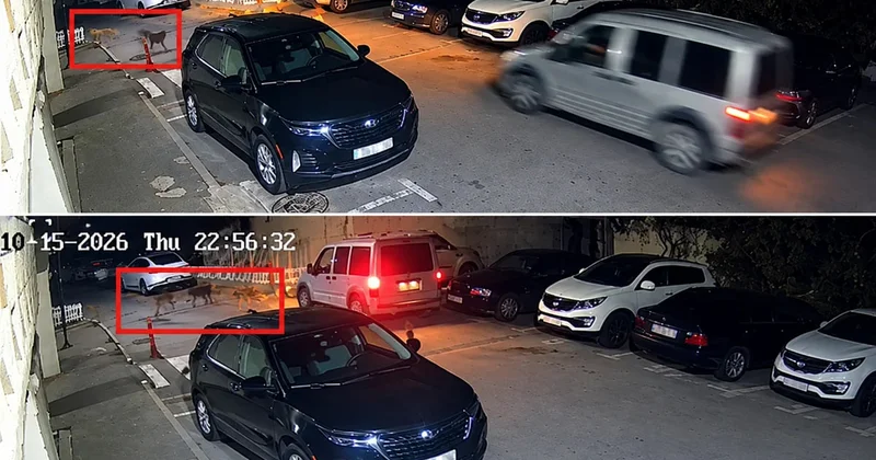 Bakıda küçə itləri sakinlərə hücum çəkdi VİDEO