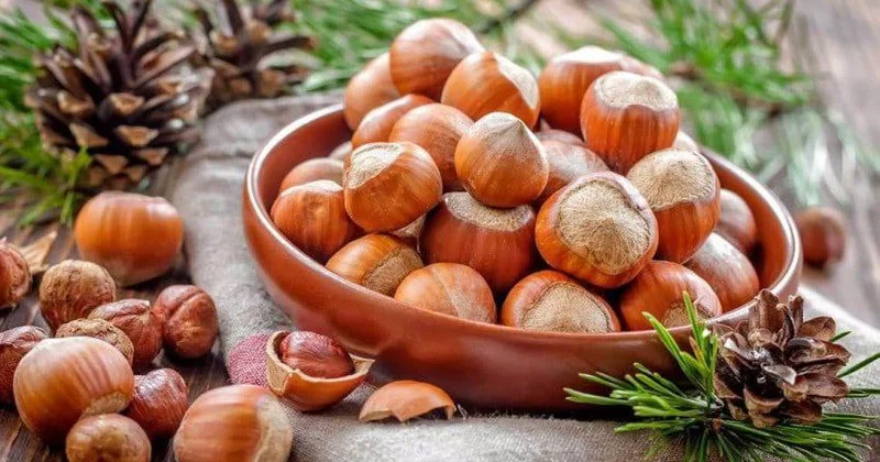 Qanazlığını fındıq ilə yox edin İstifadə qaydası