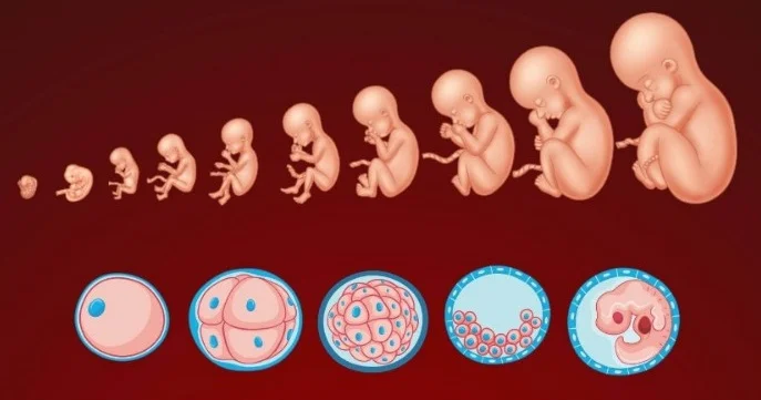 Dinimizə görə süni mayalanma ilə dünyaya uşaq gətirmək günahdır? Rəy