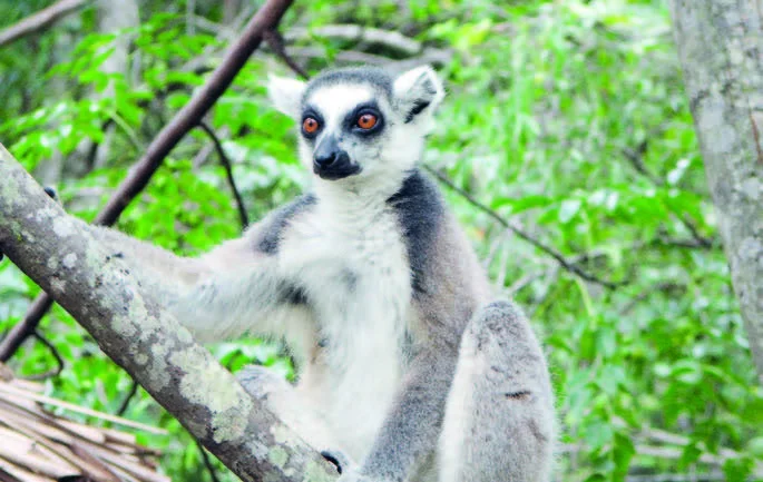 Lemurlar Günəşəmi sitayiş edirlər?