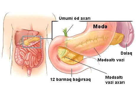 Mədəaltı vəzinin orqanizmdə rolu