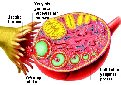 Ovulyasiya ilə bağlı olan bəzi suallar