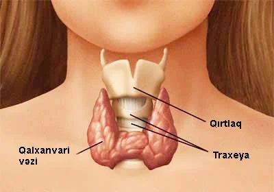 Qalxanvari vəzi hormonları və artıq çəki