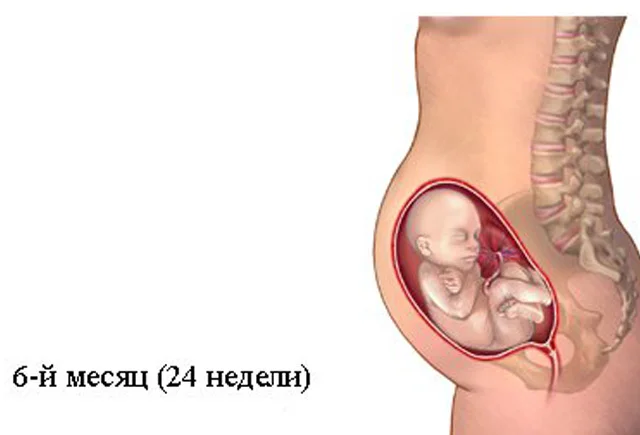 Hamiləliyin 6cı ayı (2124cü həftələr). Hamiləliyin və dölün inkişafı