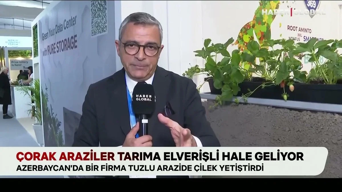 Haber Global: Azərbaycan şirkəti şoran torpaqları canlandırır VİDEO