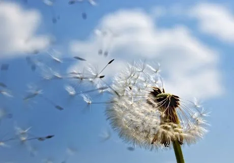 Zəncirotu allergiyasından xilas olmağın yolları