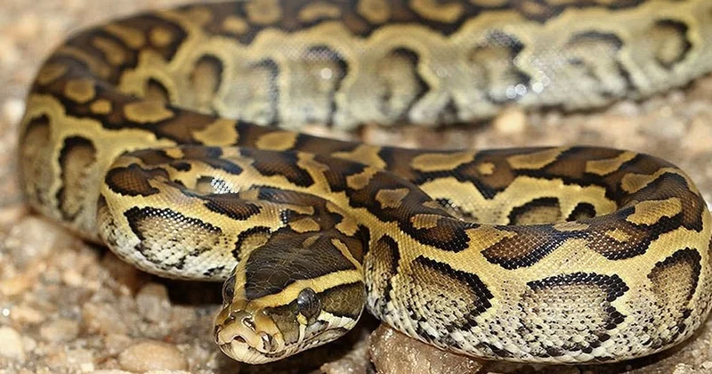 Неуловимый питон погиб, съев домашнюю кошку Minval Politika