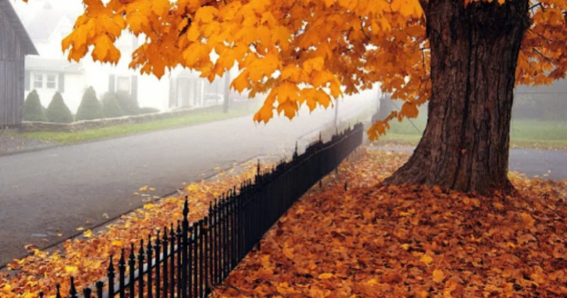 Azərbaycanın rayonlarında yağıntılar sabah gündüzdən başlayaraq tədricən kəsiləcək