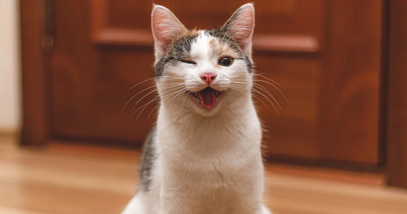 Ukraynada ilginc təklif: miyovlayan pişiklərə qadağa qoyulsun