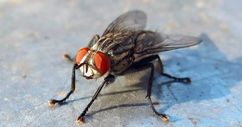 Мухи могут переносить частицы птичьего гриппа Minval Politika