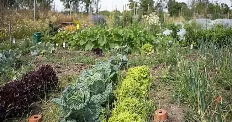 Qəbiristanlıqlarda tərəvəz əkdilər