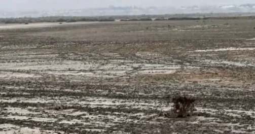 Azərbaycanın ən böyük göllərindən biri qurudu VİDEO