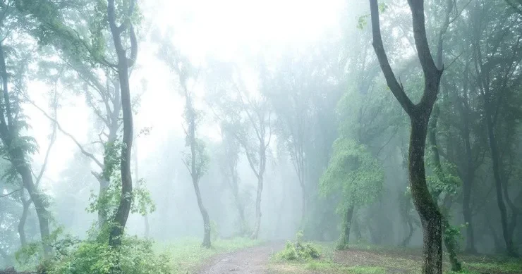 Lənətlənmiş meşə: Niyə Rumıniyanın Bermud üçbucağı adlanır?