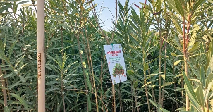 В Sea Breeze прошла традиционная высадка гранатовых деревьев