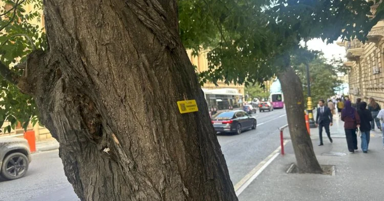 Hər ağacın kölgəsində bir gələcək gizlənir