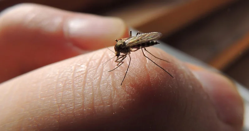 В Нигерии зафиксировали вспышку лихорадки денге