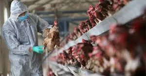 Çexiyada beşinci böyük quş qripi epidemiyası qeydə alınıb