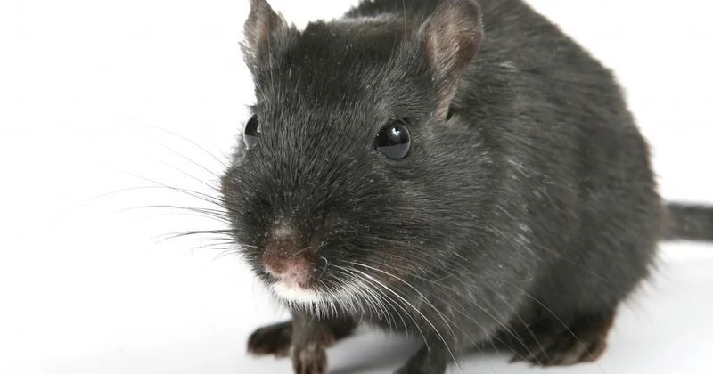 Moskva bölgəsində siçovullar bütöv bir yeraltı şəhər yaradıblar...