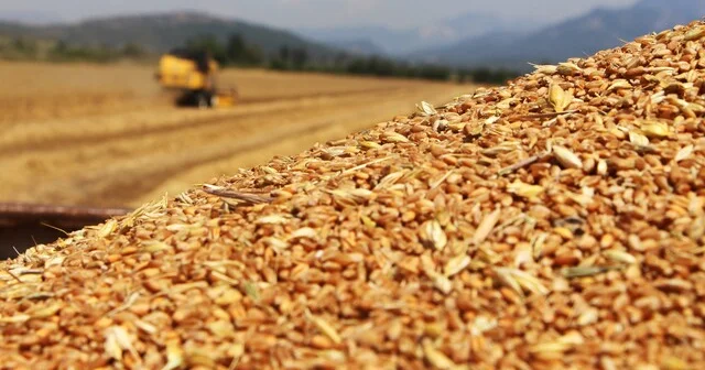 Rusiyaya dron hücumundan sonra buğda qiymətləri 4 ayın ən yüksək həddini keçib