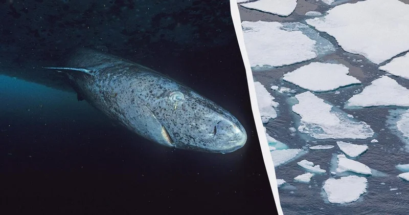 Ученые заявили об обнаружении животного, возраст которого достигает эпохи римских императоров