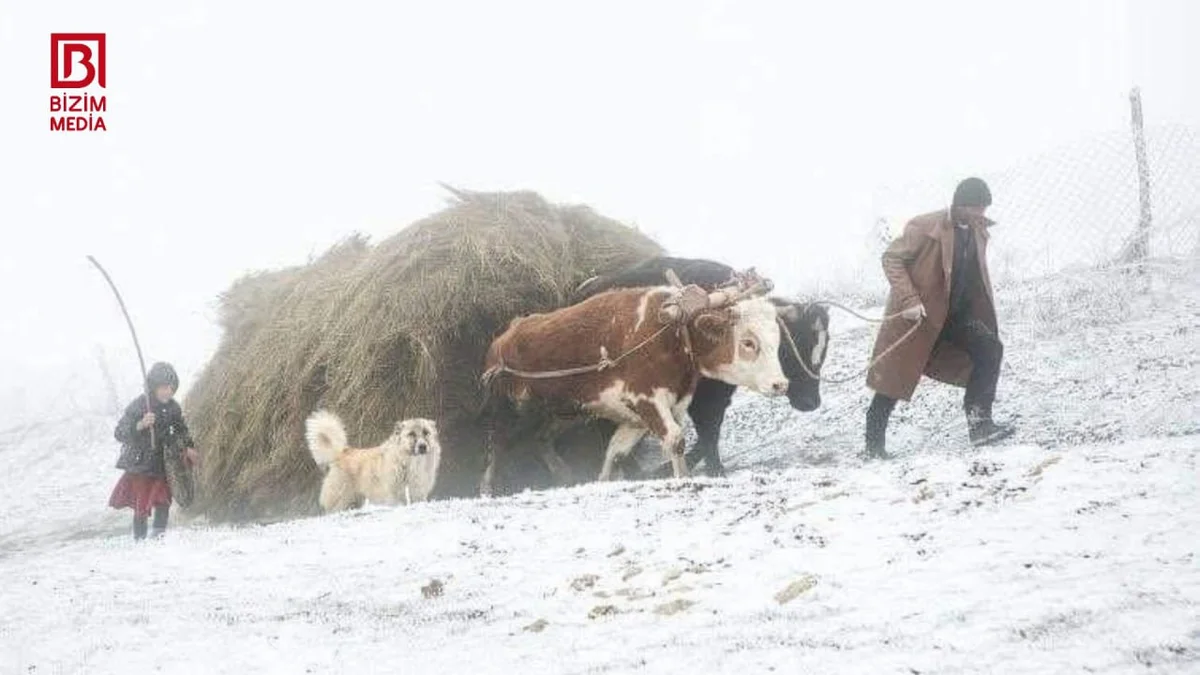 Moskvadakı sərgidə 1ci yeri tutan fotonun TARİXİ İndi nə öküzlər var, nə də kirşələr... FOTO/VİDEO