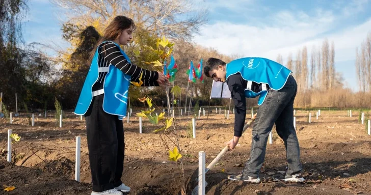IDEA организовало акции по посадке деревьев в Сабирабадском и Джалилабадском районах