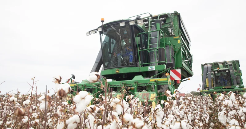 Белое золото родины