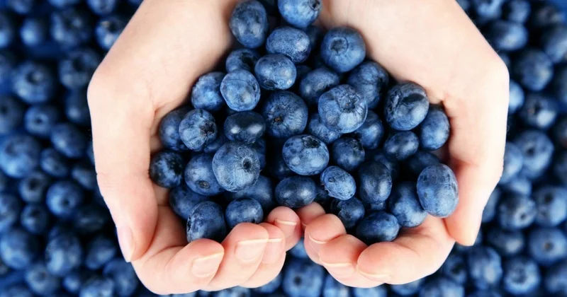 Yağlı qidaların zərərinə qarşı təbii qalxan: qaragilə ekstraktı