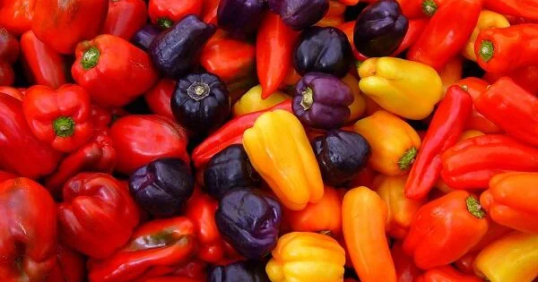 Bu bibərlərin insan orqanizminə faydaları