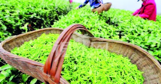 Astarada çayçılıq dirçəldilir