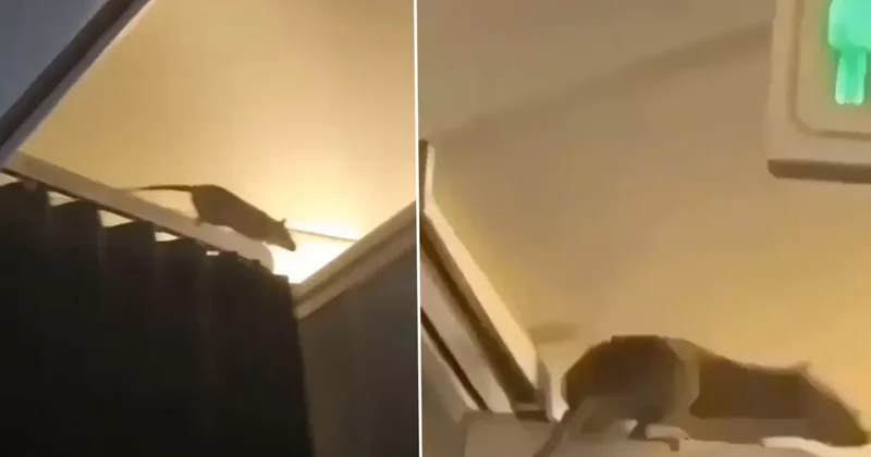 Təyyarəyə siçan girdi, uçuşu dayandırıb 36 saat onu axtardılar