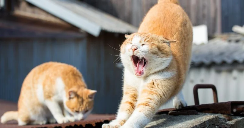 Pişiklərin tez tez əsnəməsinin səbəbi budur