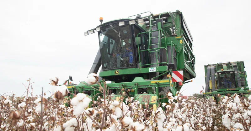 Azərbaycanda 355 mindən çox ton xam pambıq tədarük olunub