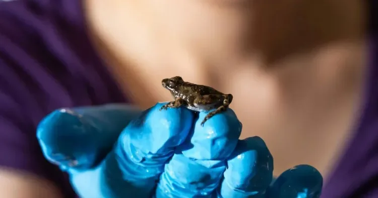 Qurbağa bağırsağı xərçəngi məhv edir