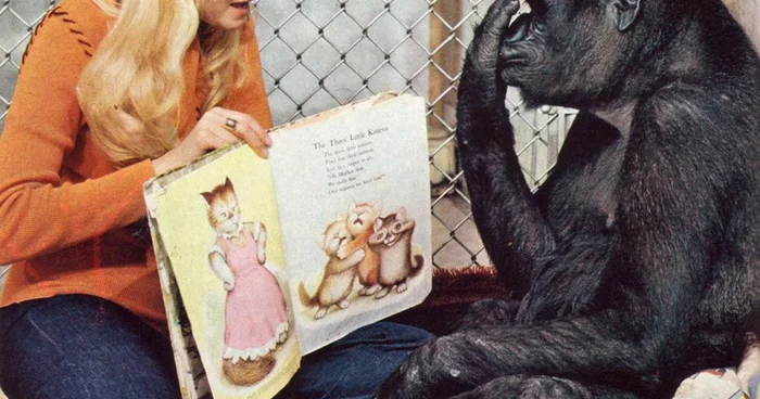 Meymundan İnsana: Danışan Meymunlar Fenomeni