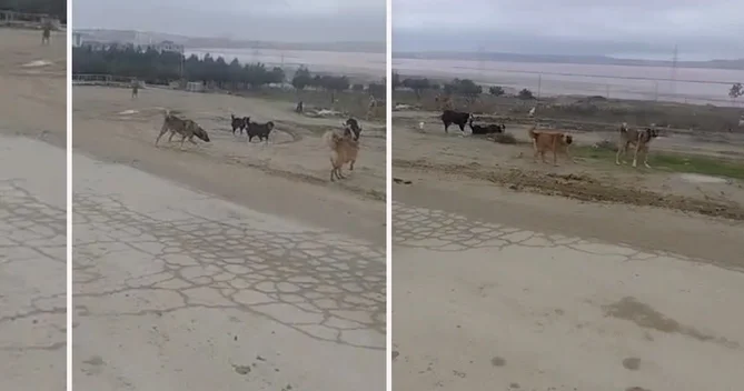 Masazırda küçə itləri insanlara belə hücum edir ANBAAN VİDEO