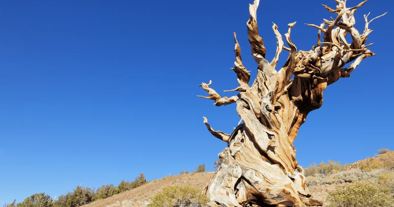 Gənc alimin ehtiyatsızlığına görə dünya ən qədim ağacını itirdi 5 min yaşı var idi