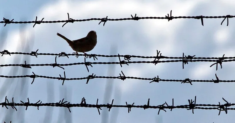 Амнистия к Году Конституции и суверенитета: кого она затронет