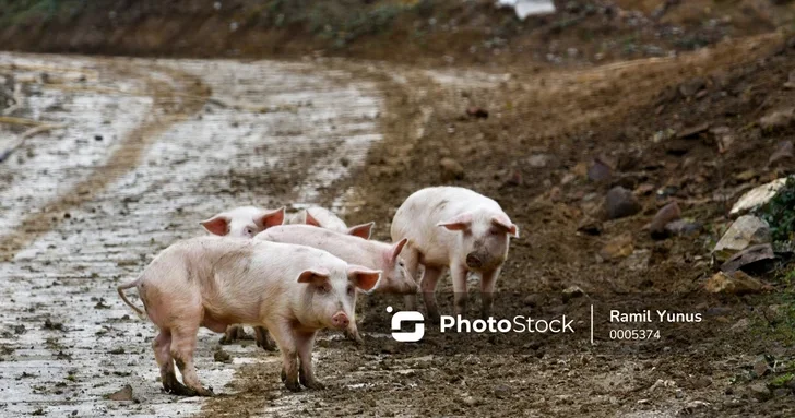 Китай ввел пятилетние антидемпинговые меры против свинины из Евросоюза
