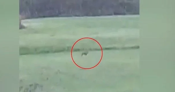 Cəlilabadda kənd sakinləri canavarla əlbəyaxa oldu VİDEO