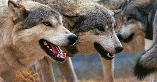 Vətəndaş evinə hücum edən vəhşi heyvanı vurarsa cəzalandırılır?