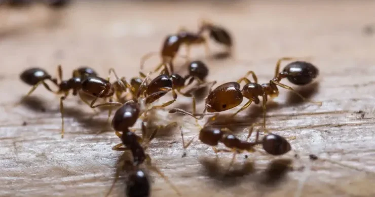 Gənc qarışqalar özləri ölüm istəyirlər: yeni araşdırma nə göstərdi