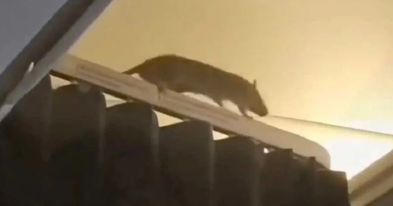 Təyyarəyə siçan girdi, 36 saat axtardılar Video