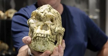 Qədim insanın yeni bir növü kəşf edilib...